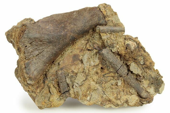 Hadrosaur (Edmontosaurus) Bone & Tendons in Sandstone - Wyoming #265759